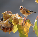 Vogelgezwitscher Samenmischung